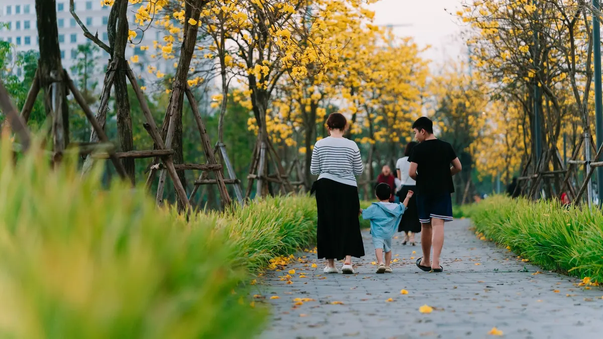 Một người phụ nữ dắt con nhỏ đi dạo cùng một thiếu niên dưới hàng cây hoa vàng ở Hà Nội